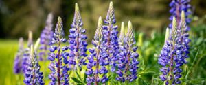actu lupin 2024
