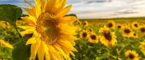 actu tournesol 2024