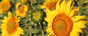 Tournesol_2026